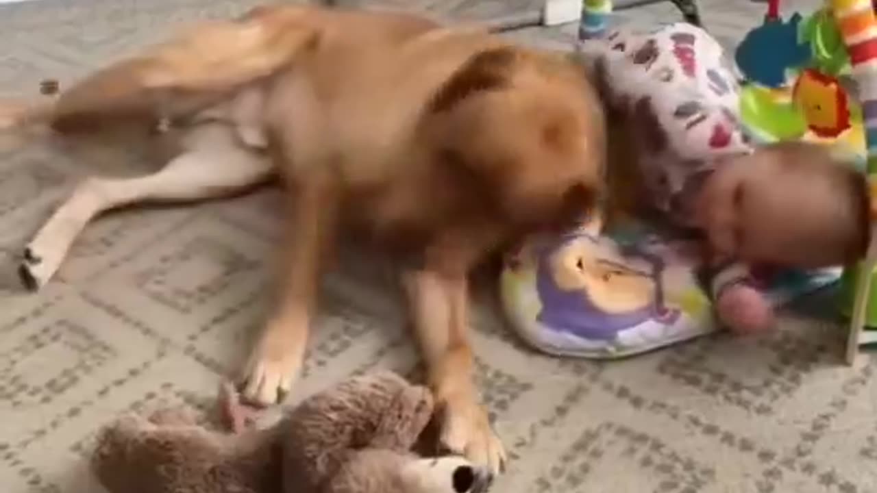 Caring dog