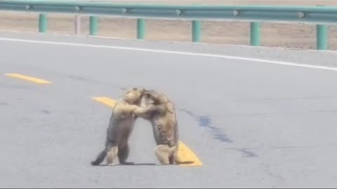 😂🚗 A Minor Road Altercation You'll Find Hilarious! | FunFM