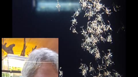 Day 15 of peppermint shrimp grow out attempt