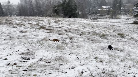 waynes park patrol in the snow 392390809843