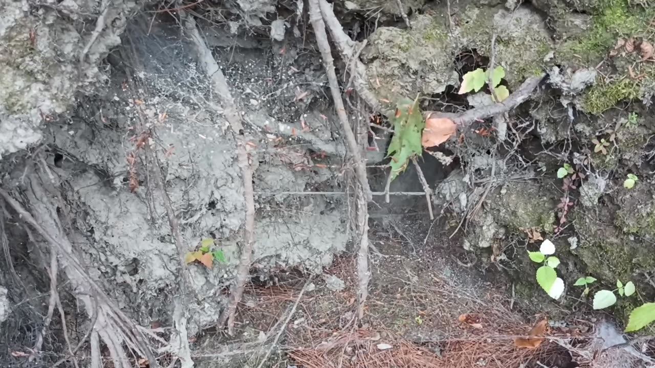 Spider Web