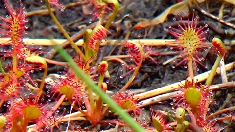 Round-leaved sundew