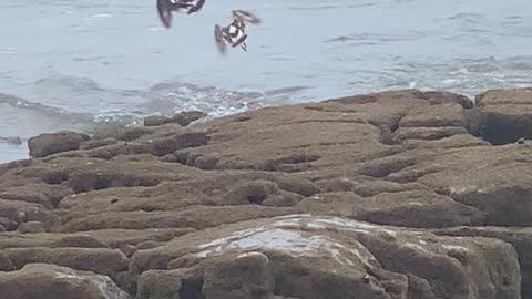 Sea birds - El Ouatia - Tan-Tan beach