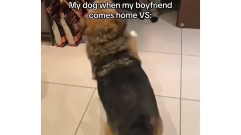 Love All Life Always #139 - Dogs Dancing And Enjoying