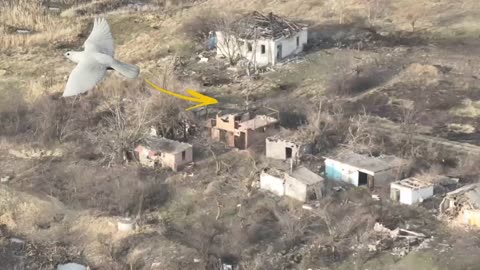 Bird Narrowly Avoids an Artillery Strike, but the Ukrainian Soldiers Were not so Lucky.