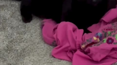 Cute Precious Piper Does a Big Stretch - My Adopted Shelter Cat Vlog #shorts