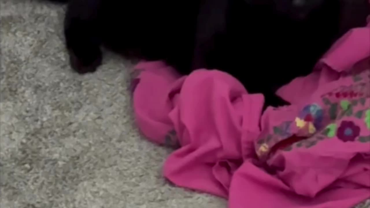 Cute Precious Piper Does a Big Stretch - My Adopted Shelter Cat Vlog #shorts