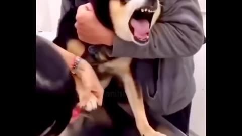 animals