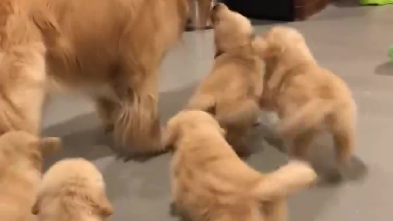 Puppy playtime 🥺😊