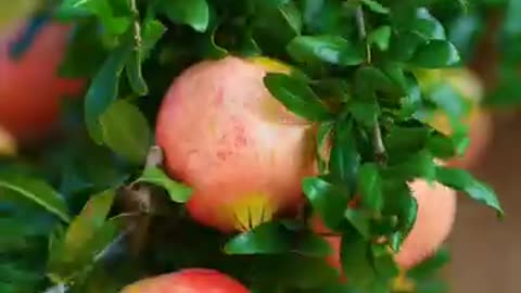 Videos