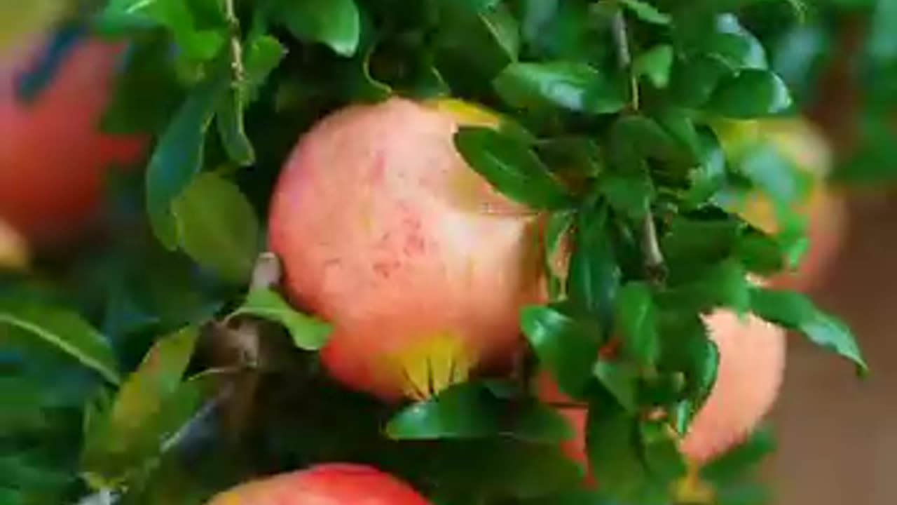 Videos