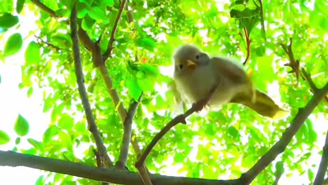 funny bird