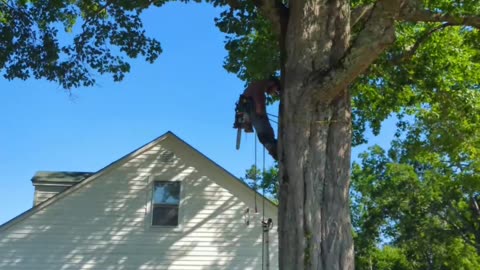 Skilled Tree Climber About Loses It!