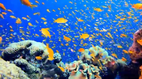 4k deep ocean