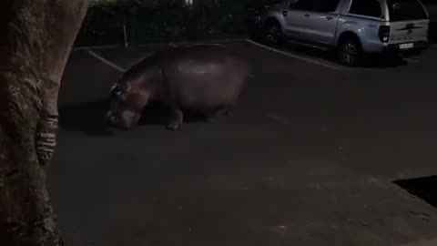 Roaming The Streets
