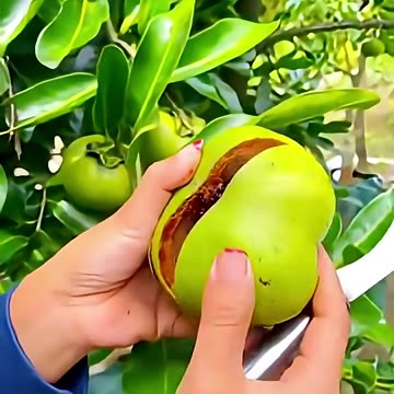 Very Tasty Fruits Guaranteed #fruit #shorts #nature