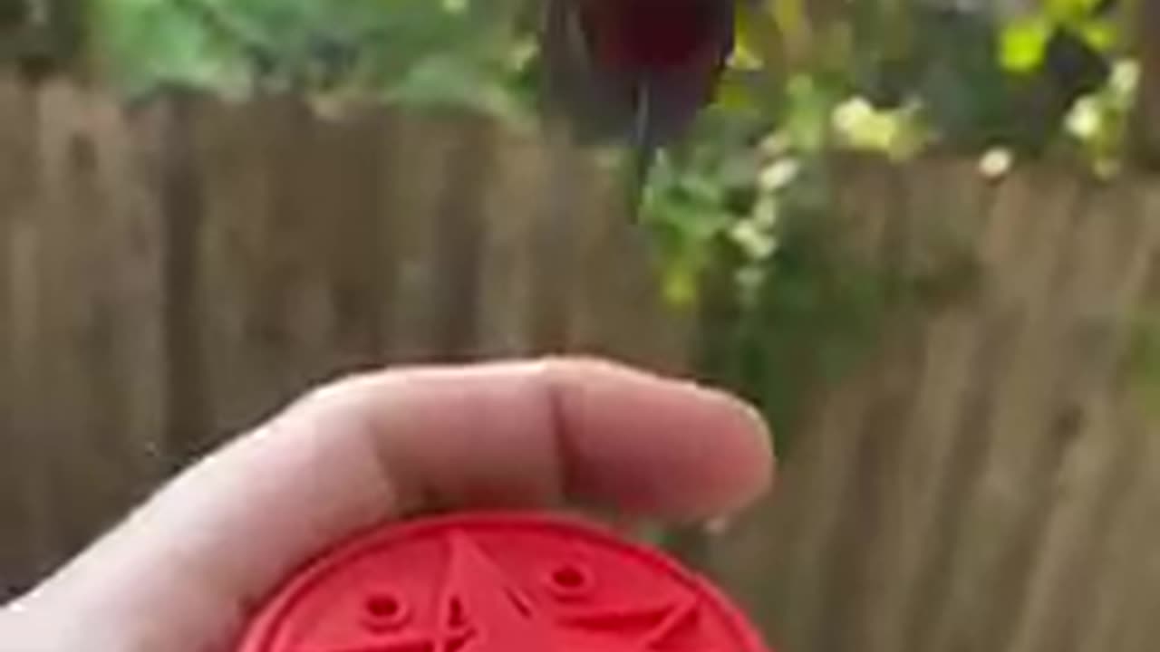 Just relax and watch