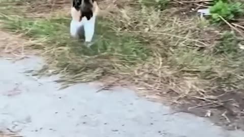Funny Animal vedio