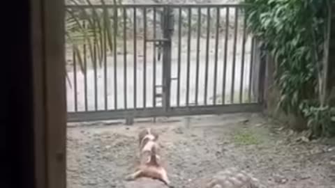 Funny videos 😂 of dog 🐕 and turtle 🐢
