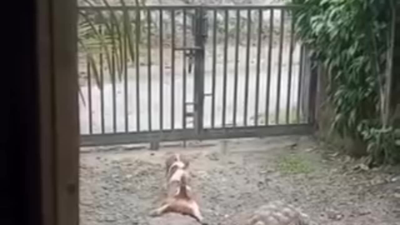 Funny videos 😂 of dog 🐕 and turtle 🐢