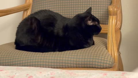 Cute Precious Piper is a Throne Souffle Statue - My Adopted Shelter Cat Vlog