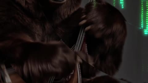 Musical bear in the matrix