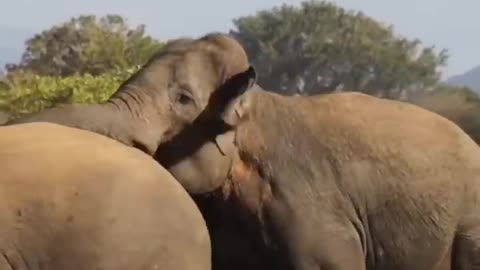 The Battle of the Wild Elephants Elephant