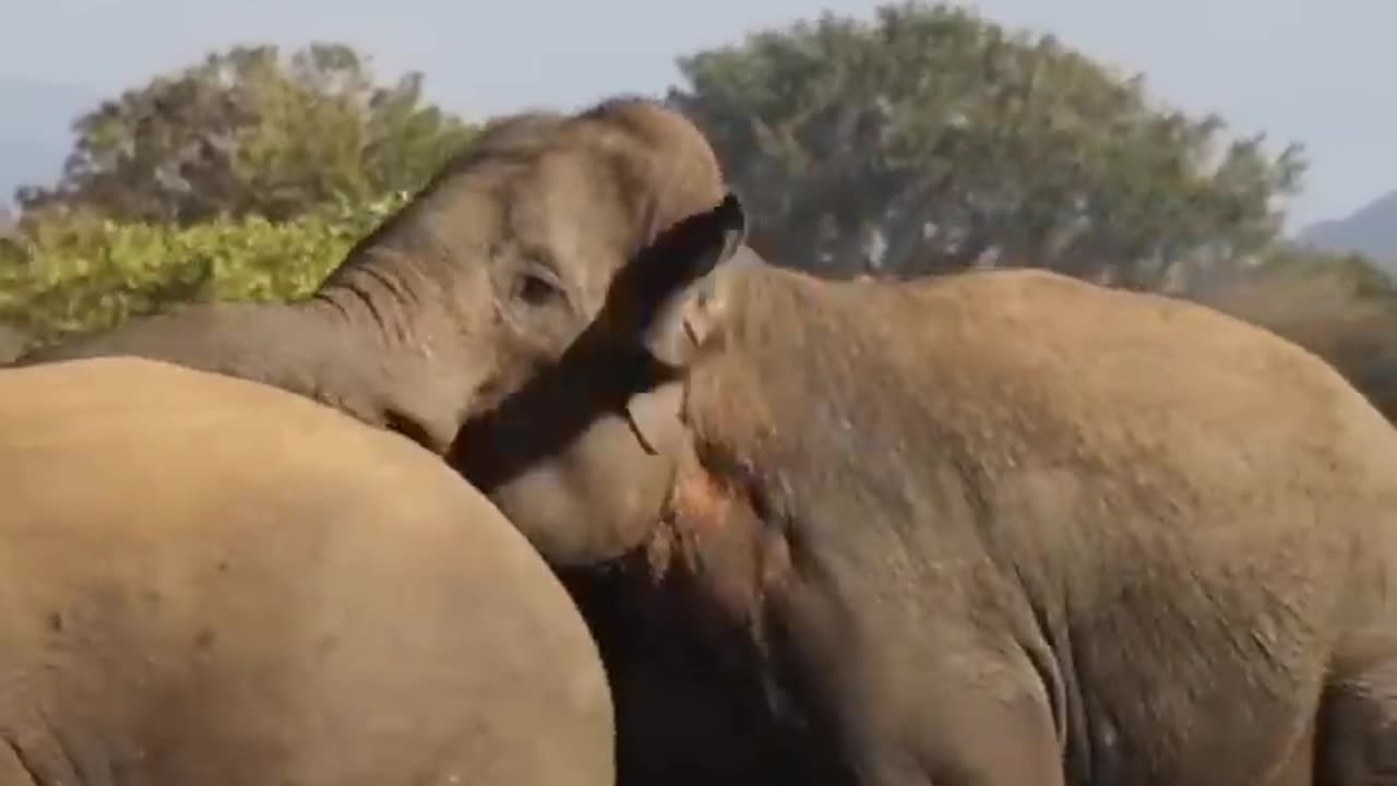 The Battle of the Wild Elephants Elephant