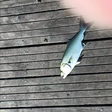 Bluefish magnolia pier