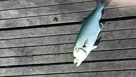 Bluefish magnolia pier