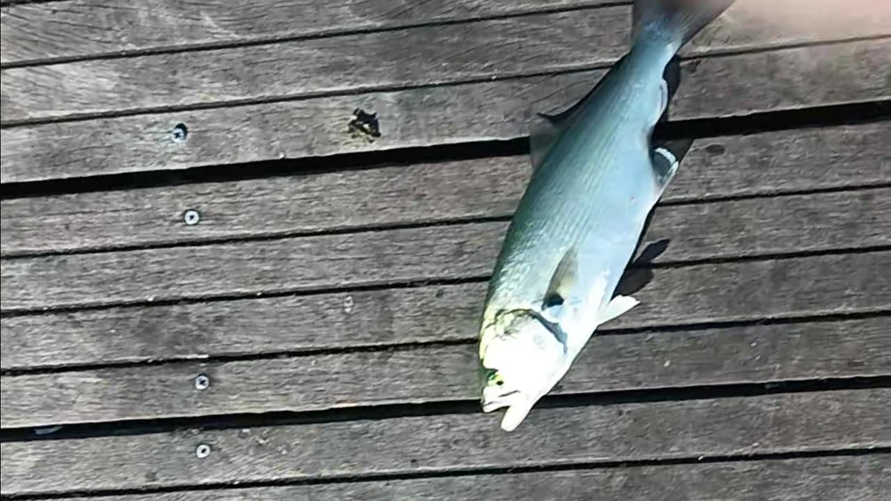 Bluefish magnolia pier