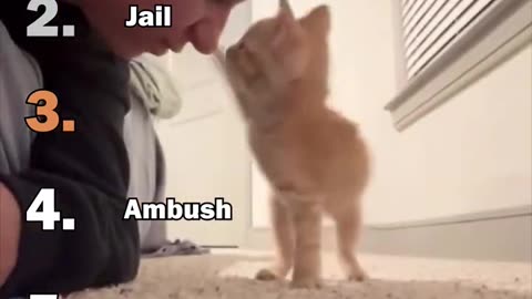 Best Dramatic Kitten Momments