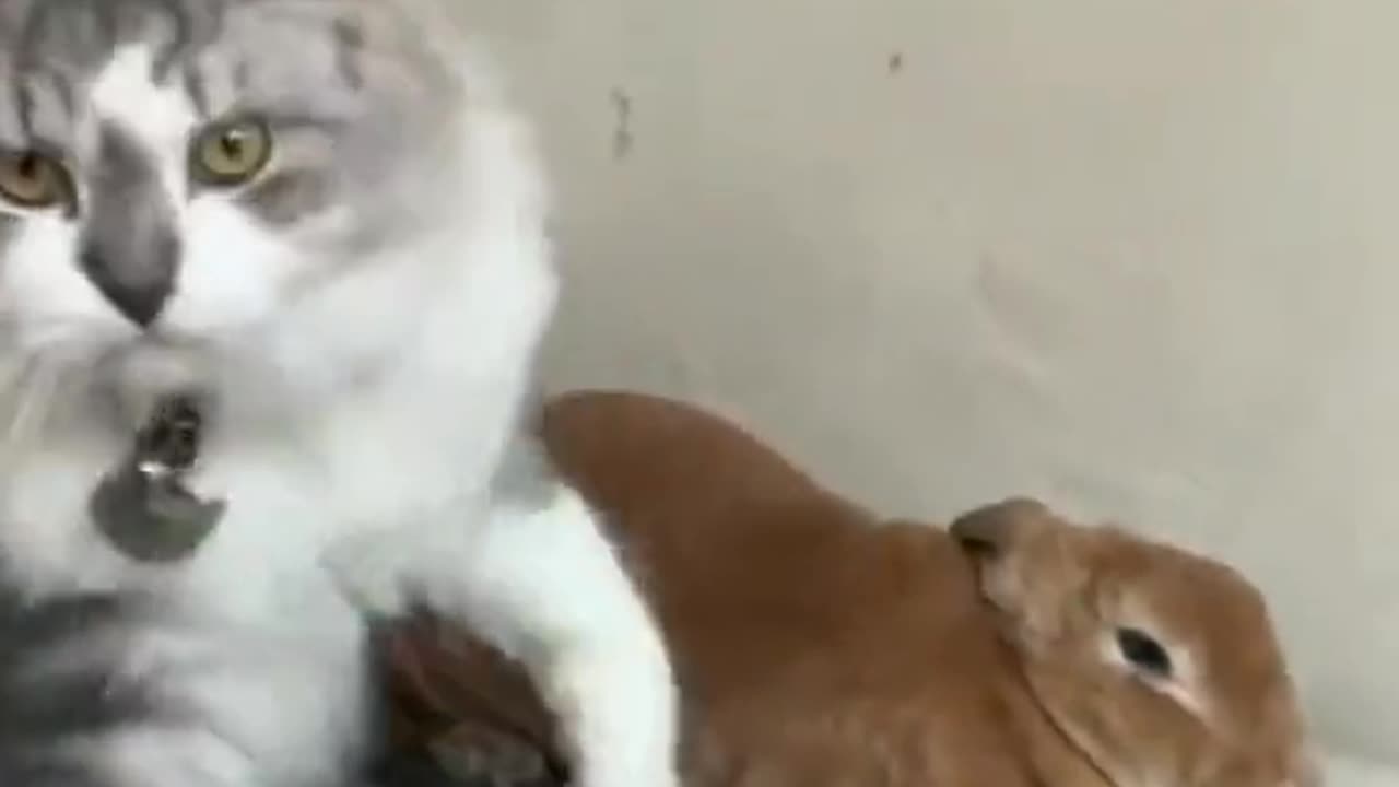Cats videos