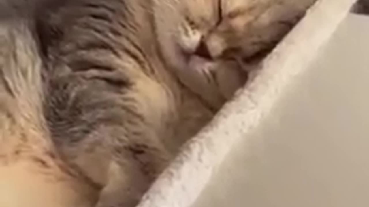 TRY NOT TO LAUGH 😆 Best Funny Videos Compilation 😂😁😆 Memes.