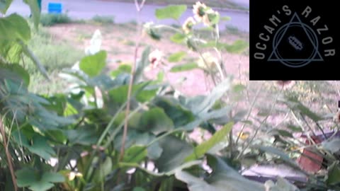 Butch the Sunflower