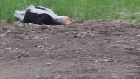 Saving a Skunk Stuck in a Jar