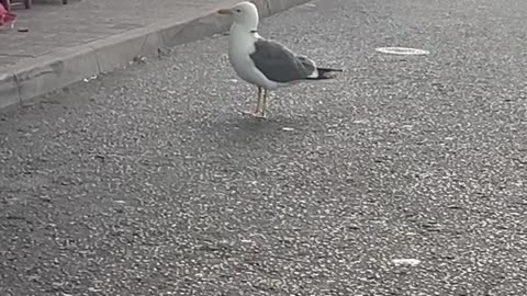 Seagull With Arrow Through It's Neck