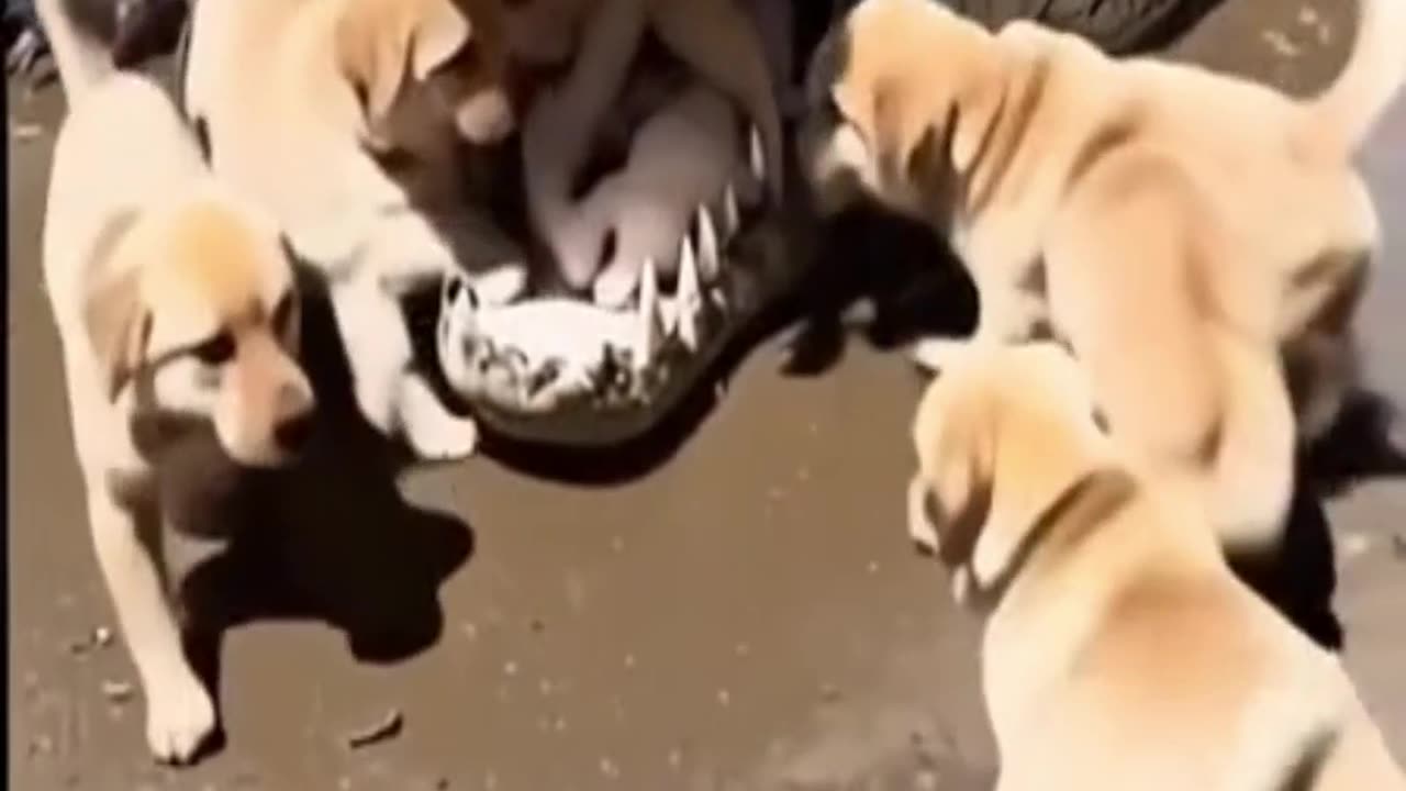 Very Cute puppies Play with a Crocodile Unbelievable !
