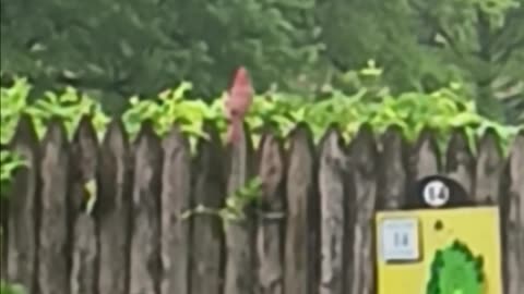 Northern cardinal