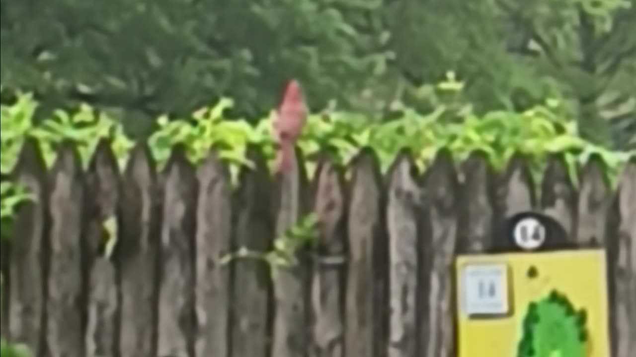 Northern cardinal