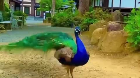 This woman rescued a peacock