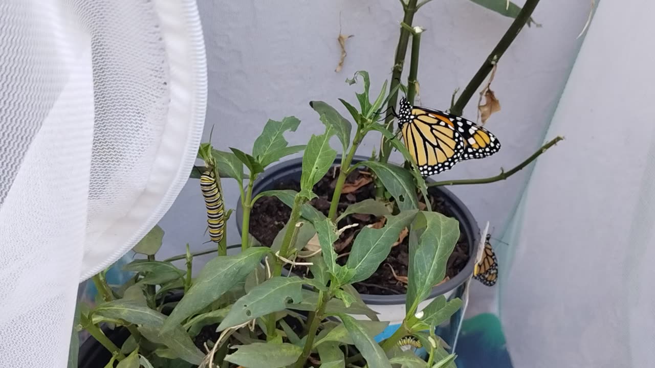Mother Monarch update 4 9 2025
