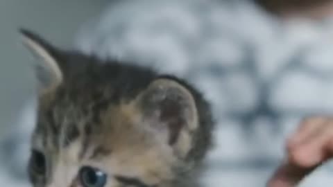 Cat 😺 fact