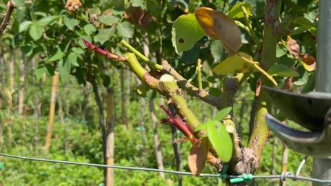 Pruning roses