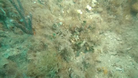 Diving Tampa with 2 Shea Charters