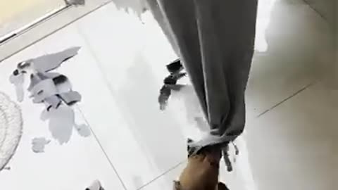 Dachshund Puppy DESTROYS Curtains — You Won’t Believe This Chaos!