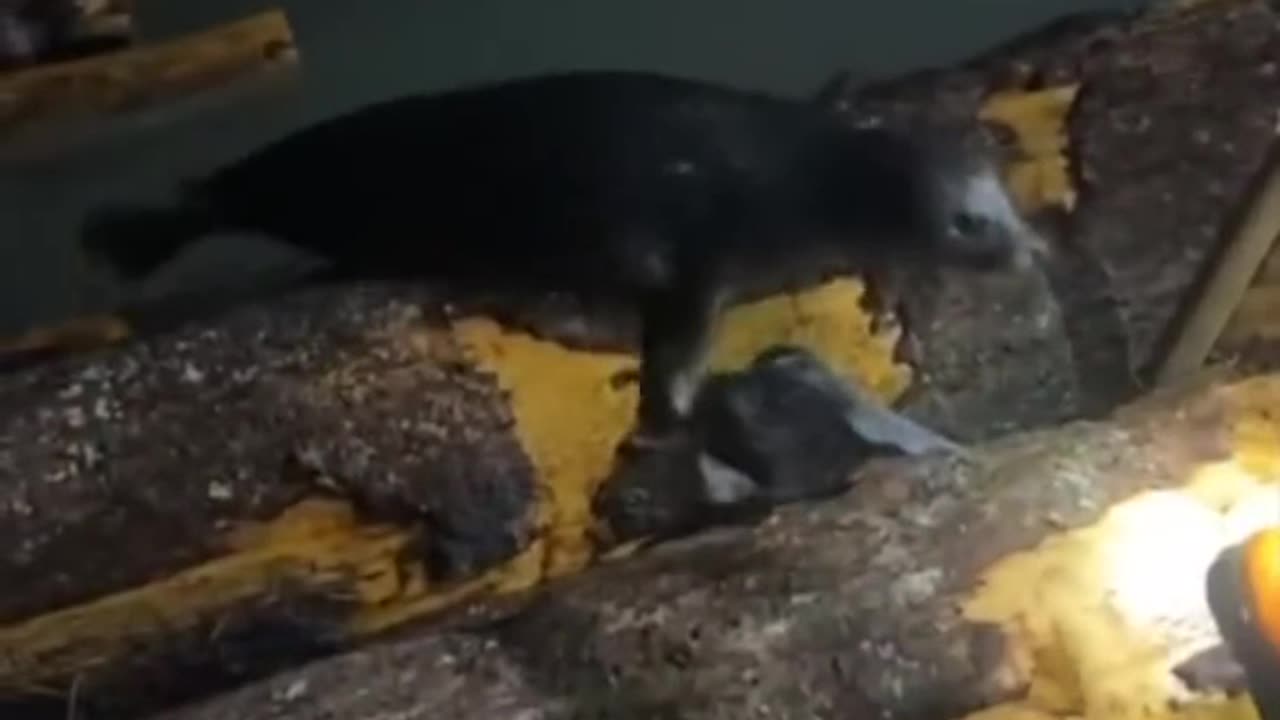 Seal pup trapped between logs