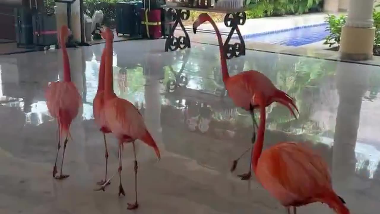 Wow how cool!! They're so beautiful ❤️