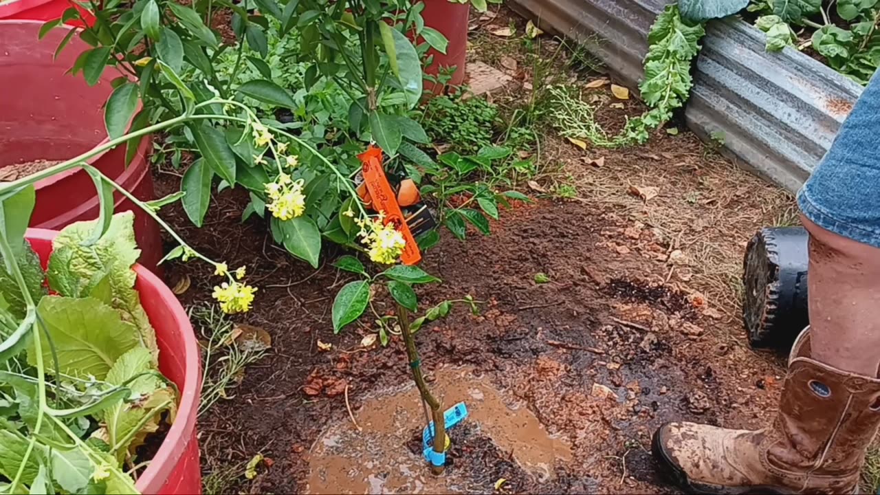Hey Mr Tangerine Man, plant a tree for me!