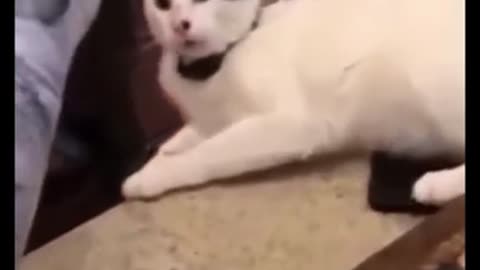 #Funny cats and dogs